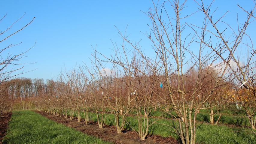 Prunus x yedoensis Многоствольные деревья
