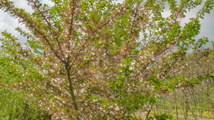 Prunus x yedoensis Многоствольные деревья