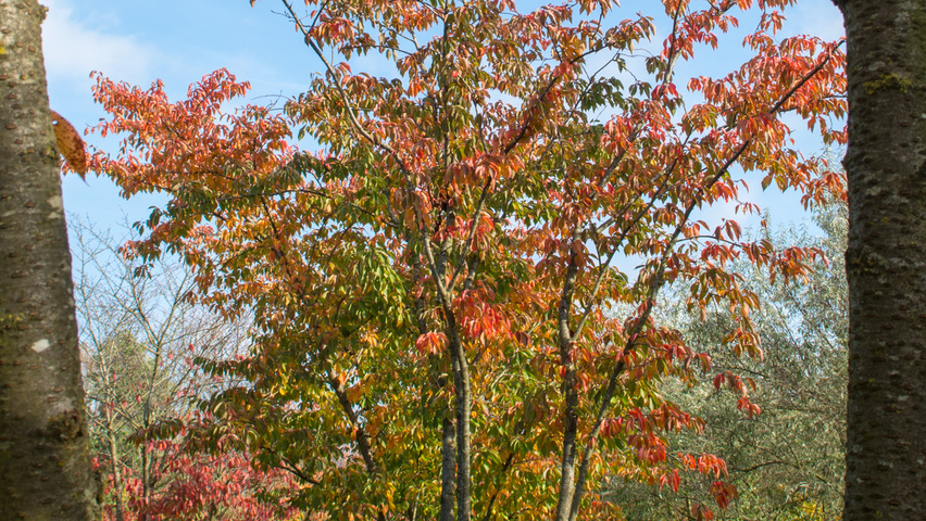 Prunus x yedoensis Многоствольные зонтичные формы