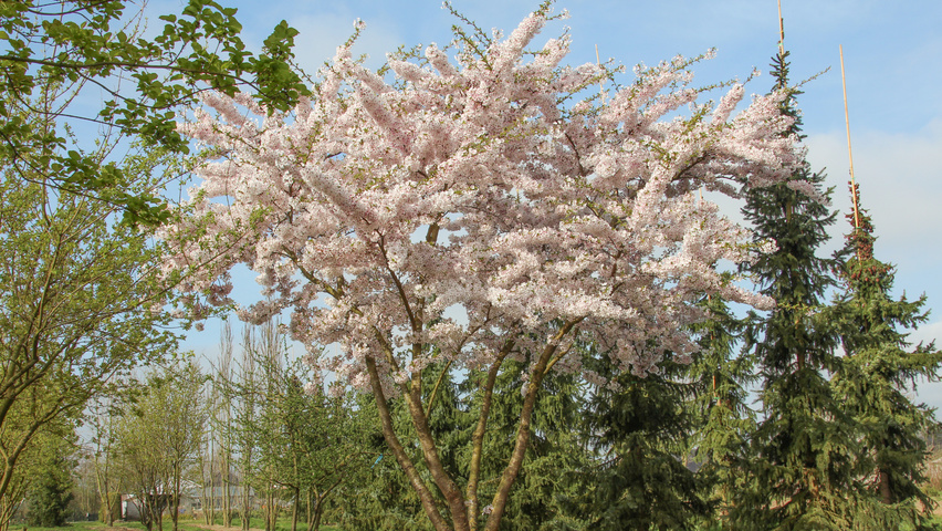Prunus x yedoensis Многоствольные зонтичные формы