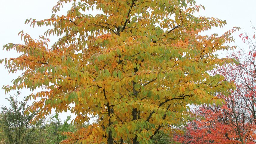 Prunus x yedoensis Многоствольные зонтичные формы