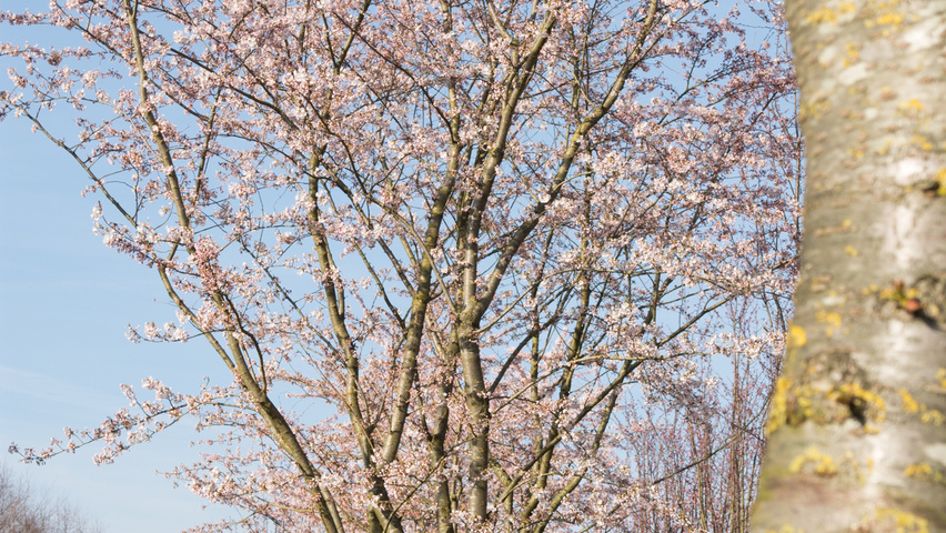 Prunus x yedoensis Многоствольные зонтичные формы