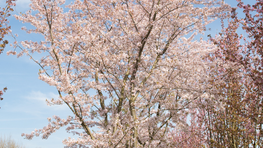 Prunus x yedoensis Многоствольные зонтичные формы