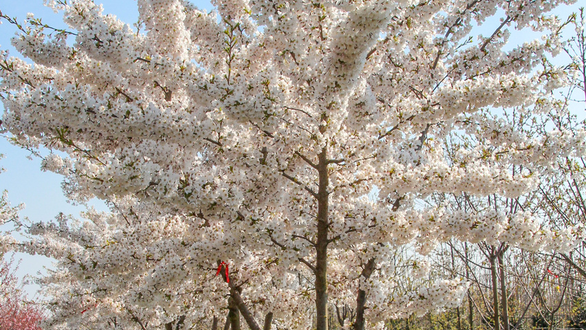 Prunus x yedoensis Многоствольные зонтичные формы