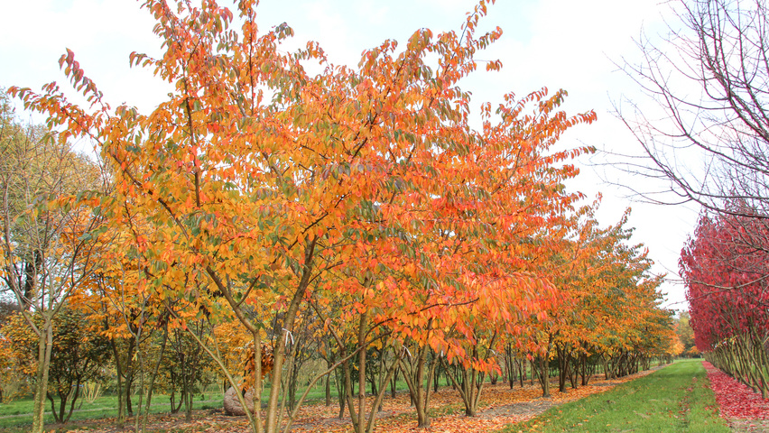 Prunus x yedoensis Многоствольные зонтичные формы