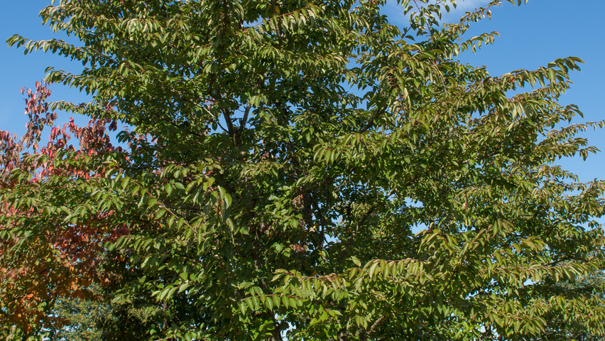 Prunus x yedoensis Многоствольные зонтичные формы