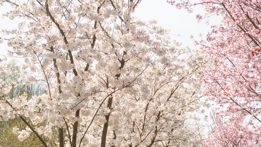 Prunus x yedoensis Многоствольные зонтичные формы