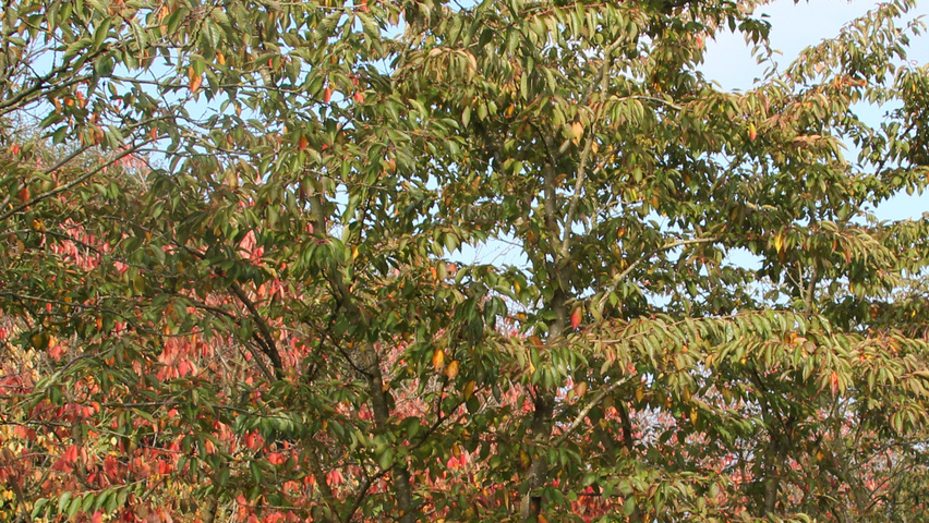 Prunus x yedoensis Многоствольные зонтичные формы