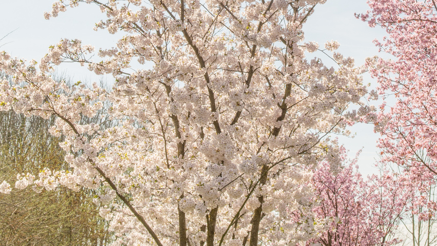 Prunus x yedoensis Многоствольные зонтичные формы