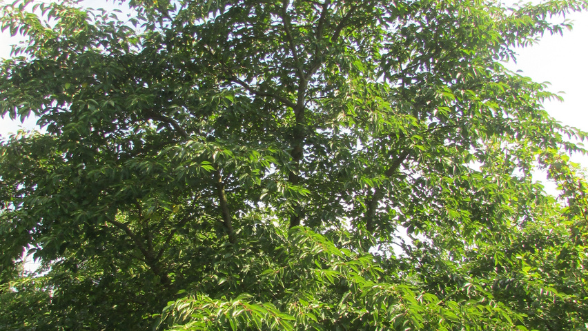 Prunus x yedoensis Многоствольные зонтичные формы