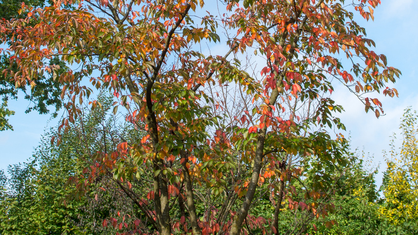 Prunus x yedoensis Многоствольные зонтичные формы