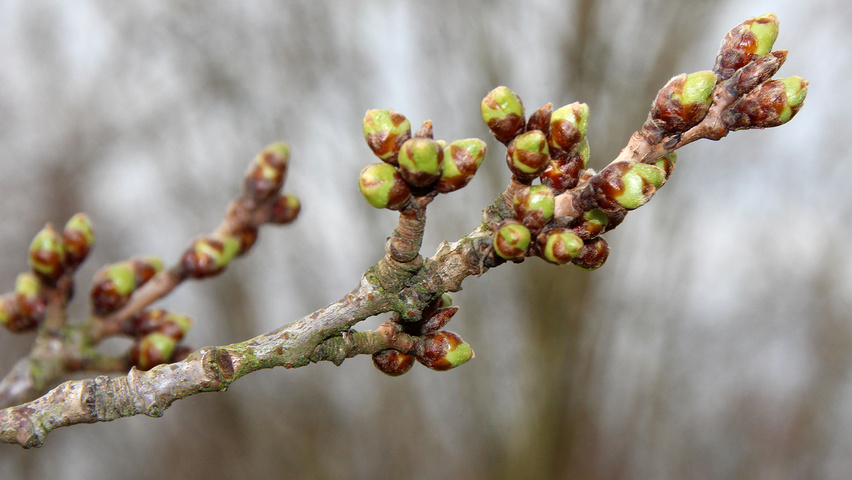 Prunus x yedoensis ветви