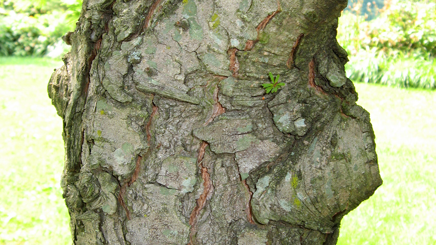 Pseudolarix amabilis bark