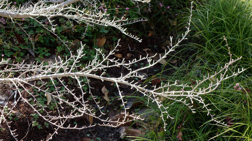 Pseudolarix amabilis twigs