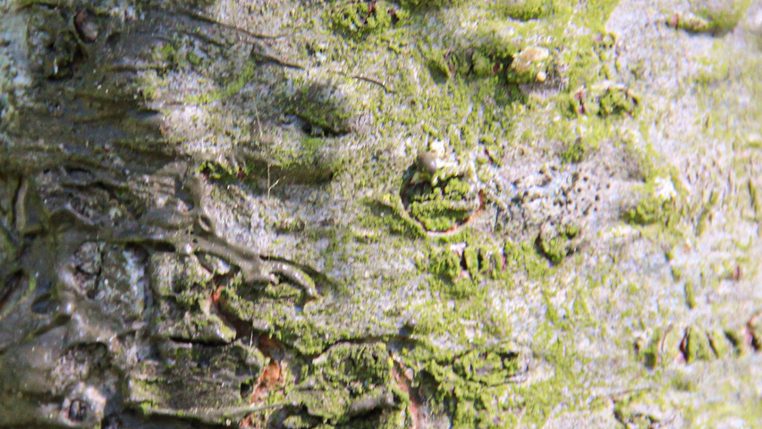 Pseudotsuga menziesii kora