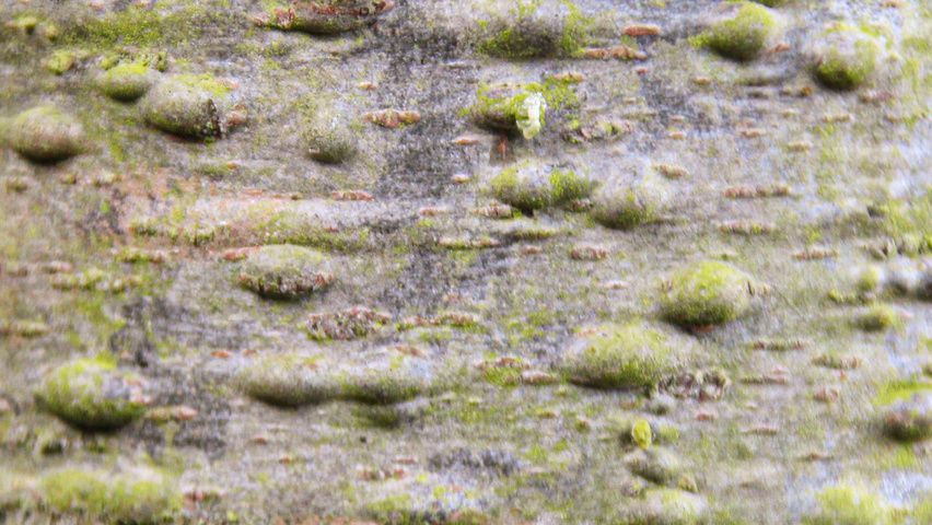 Pseudotsuga menziesii kora