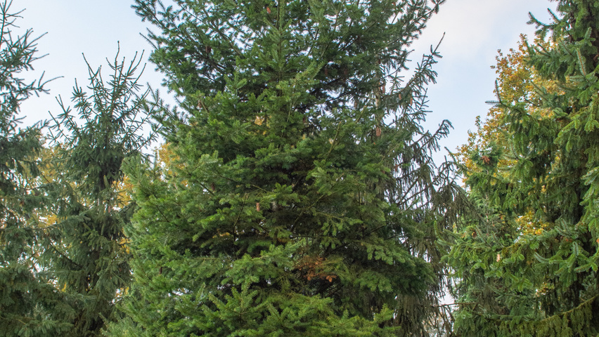Pseudotsuga menziesii pokrój naturalny