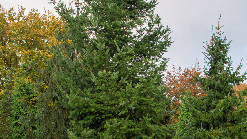 Pseudotsuga menziesii pokrój naturalny