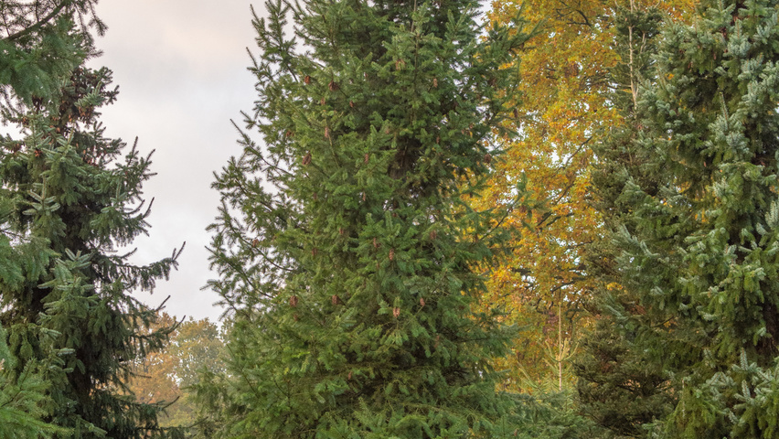 Pseudotsuga menziesii pokrój naturalny