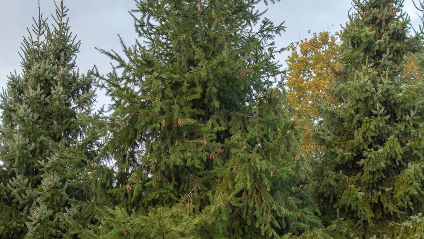Pseudotsuga menziesii pokrój naturalny