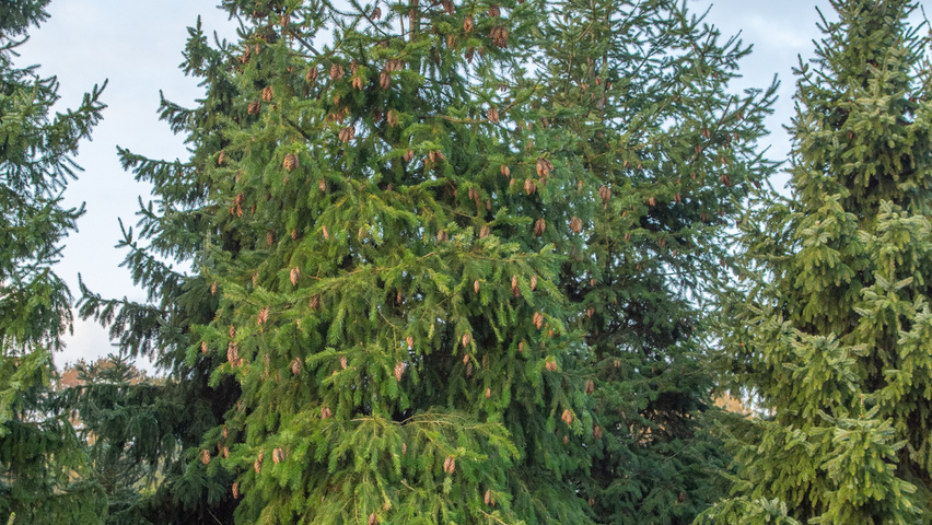 Pseudotsuga menziesii pokrój naturalny