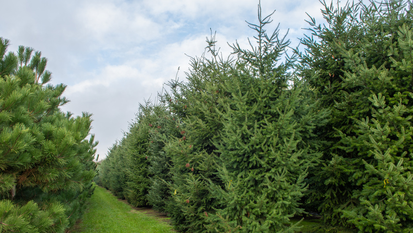 Pseudotsuga menziesii pokrój naturalny