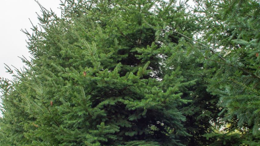 Pseudotsuga menziesii pokrój naturalny