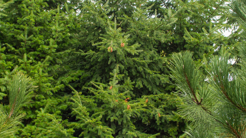 Pseudotsuga menziesii pokrój naturalny
