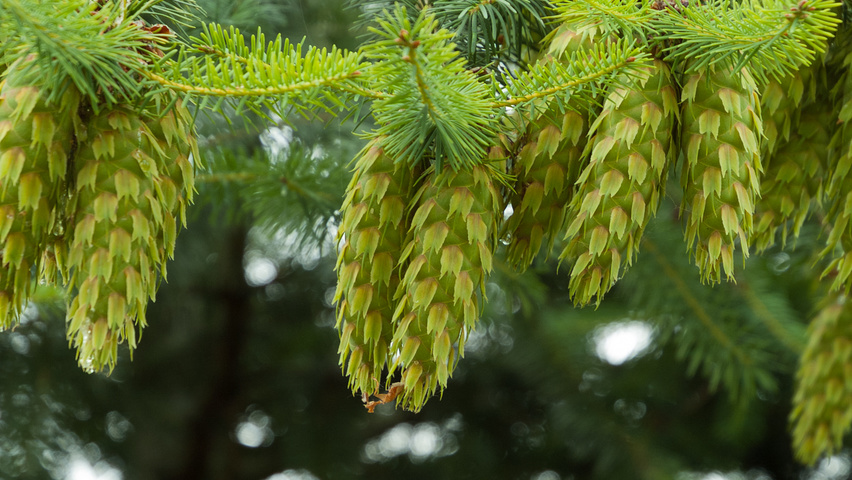 Pseudotsuga menziesii owoce