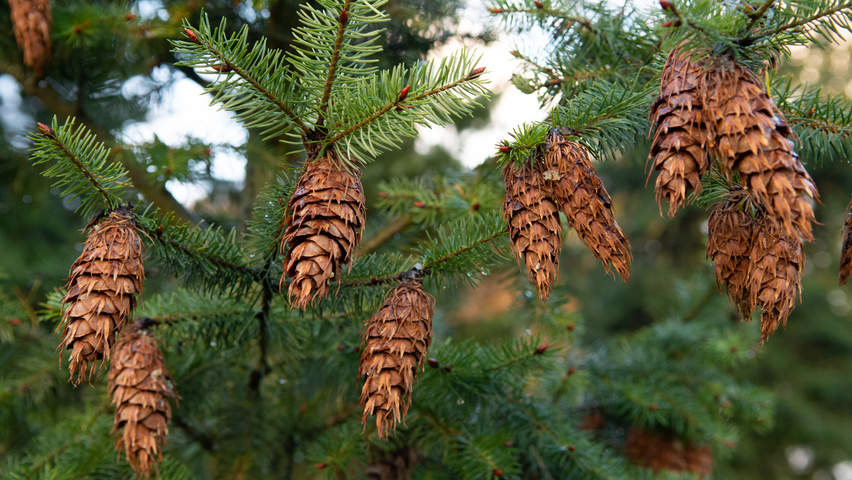 Pseudotsuga menziesii owoce
