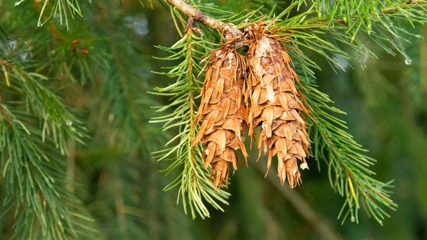 Pseudotsuga menziesii owoce
