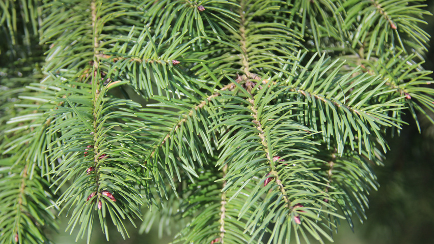 Pseudotsuga menziesii liście
