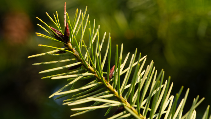 Pseudotsuga menziesii liście