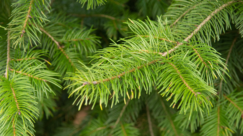 Pseudotsuga menziesii liście