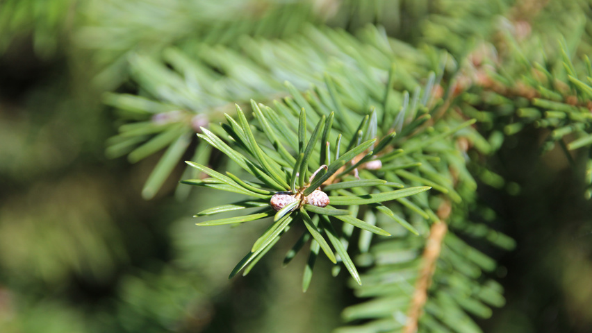 Pseudotsuga menziesii liście