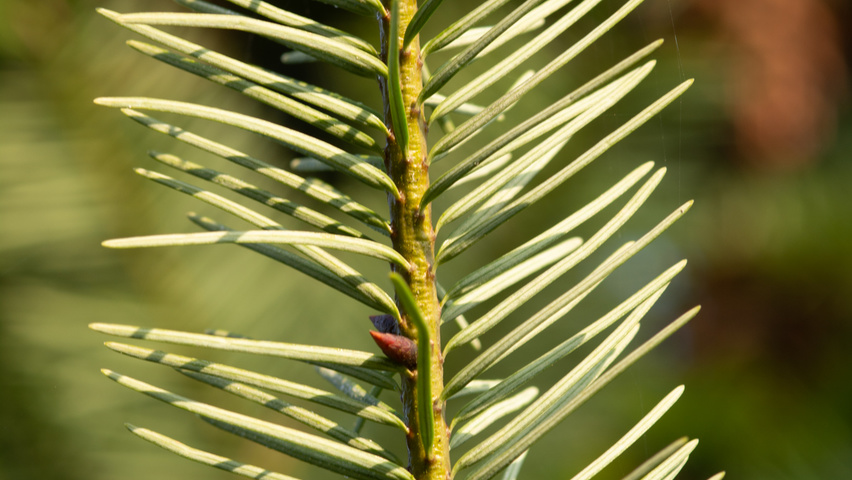 Pseudotsuga menziesii pędy