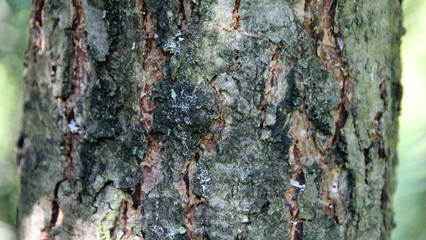 Pseudotsuga menziesii var. glauca bark