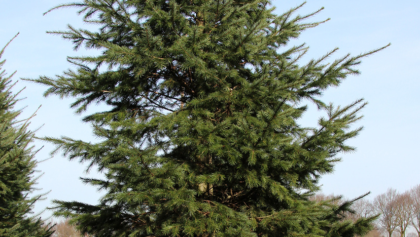 Pseudotsuga menziesii var. glauca feathered