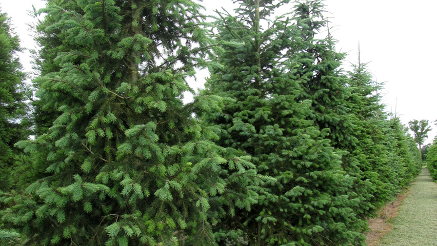 Pseudotsuga menziesii var. glauca feathered