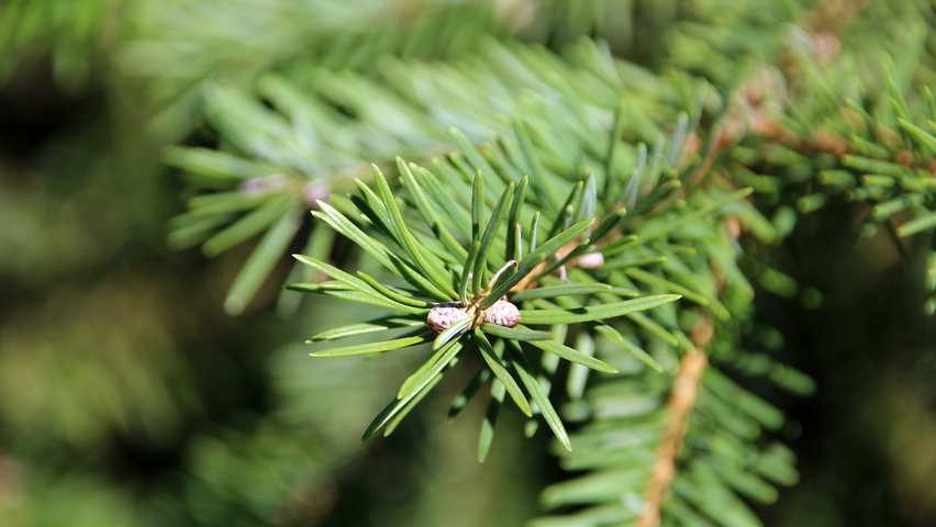 Pseudotsuga menziesii var. glauca leaves