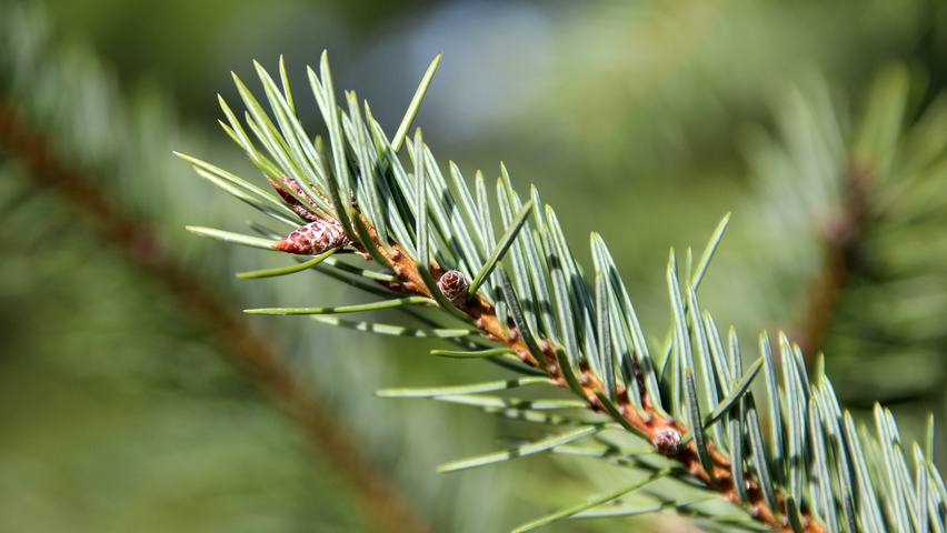 Pseudotsuga menziesii var. glauca leaves