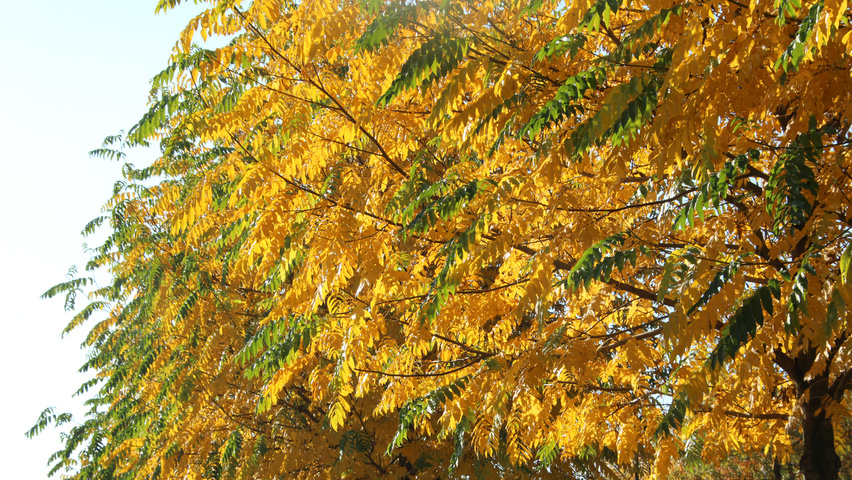 Pterocarya fraxinifolia autumn leaves