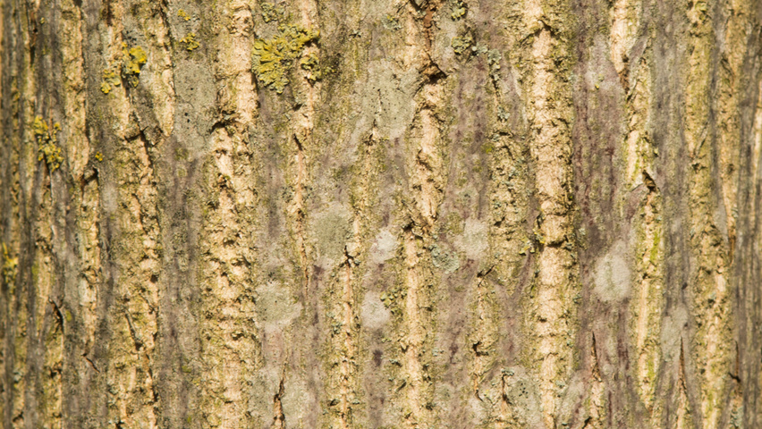 Pterocarya fraxinifolia bark