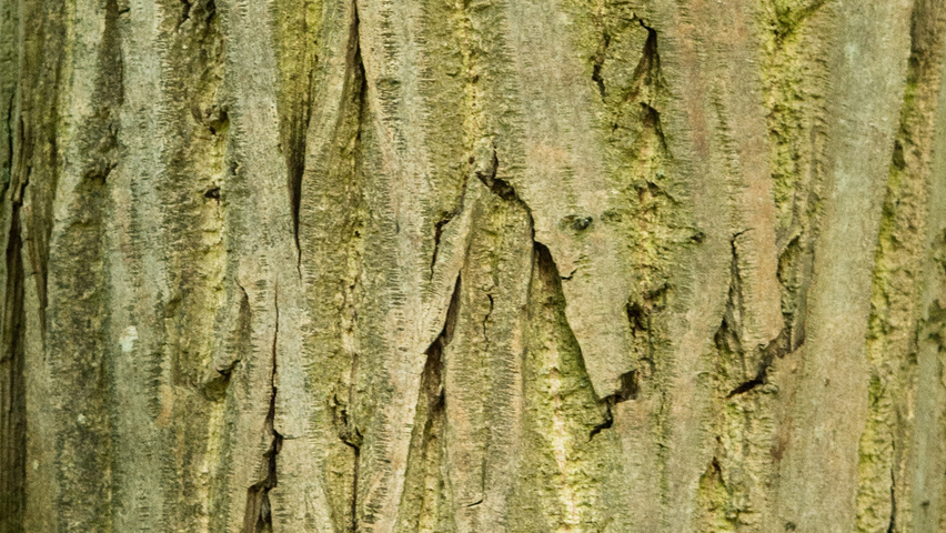 Pterocarya fraxinifolia bark