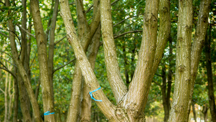 Pterocarya fraxinifolia bark