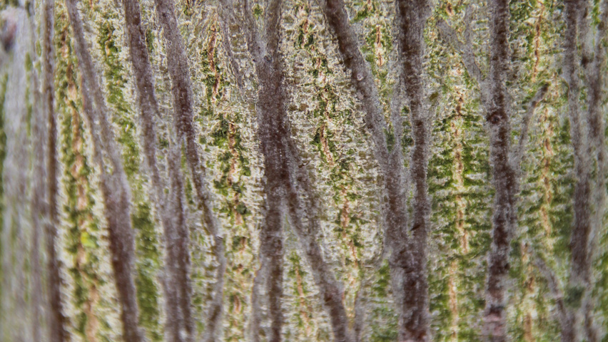 Pterocarya fraxinifolia bark