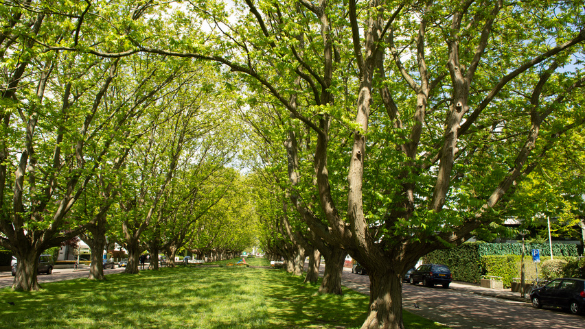 Pterocarya fraxinifolia characteristic
