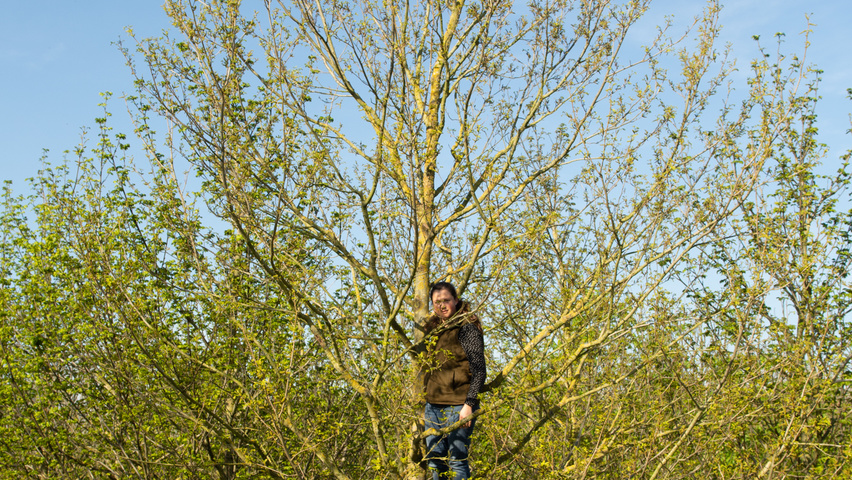 Pterocarya fraxinifolia climbing tree