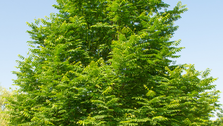 Pterocarya fraxinifolia feathered