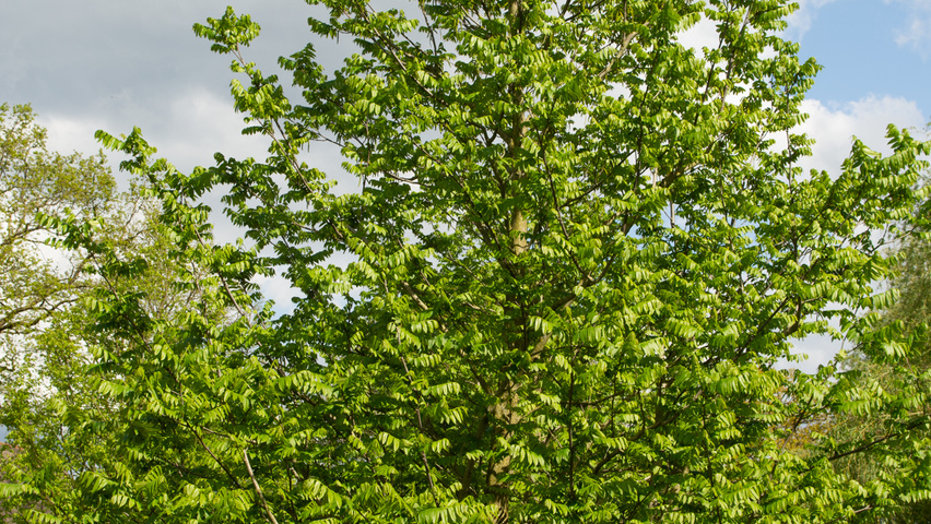 Pterocarya fraxinifolia climbing tree